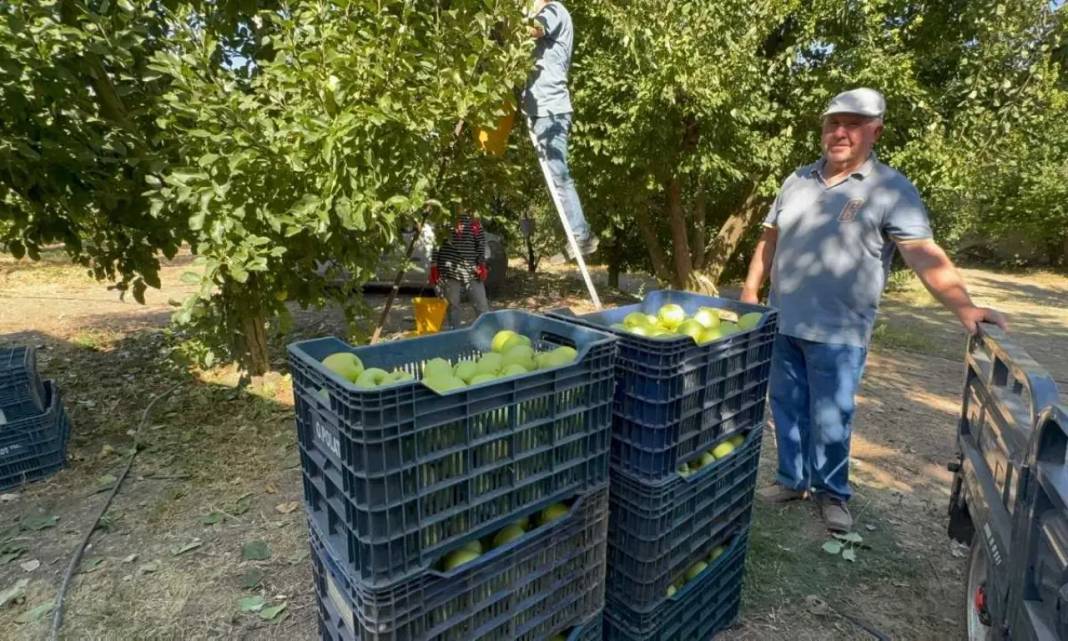 Isparta’da Rekolte Kaybı Yüzde 80’e Ulaştı! Elma Krizi Kapıda 2